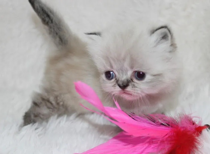 Precious Persians Picture 6