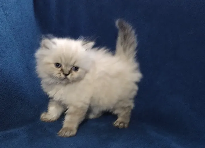 Precious Persians Picture 7