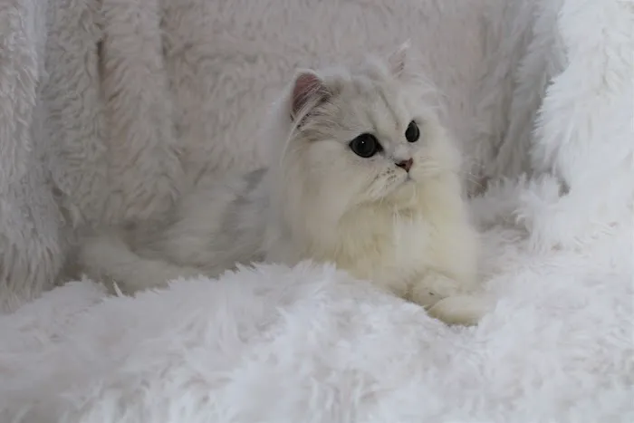 Precious Persians Picture 8