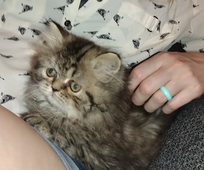 Precious Persians Picture 10