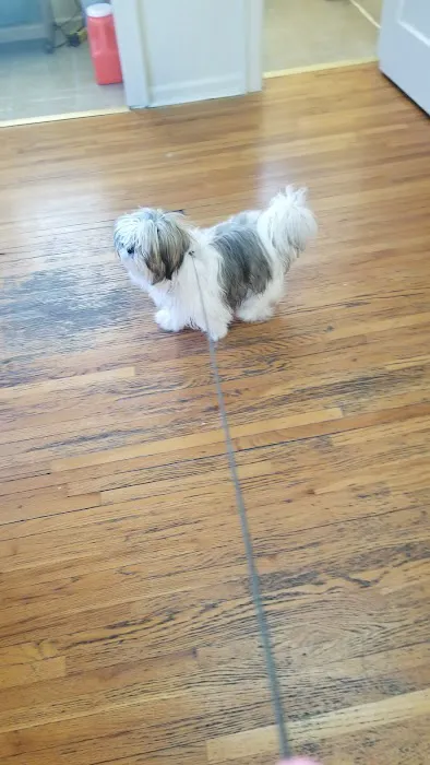 Furry Kids Wellness & Urgent Care - MERGED WITH SOUTHWEST ANIMAL HOSPITAL Picture 2