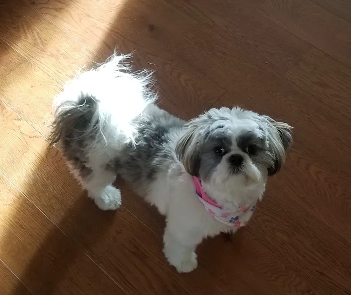 Furry Kids Wellness & Urgent Care - MERGED WITH SOUTHWEST ANIMAL HOSPITAL Picture 1