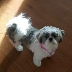 Furry Kids Wellness & Urgent Care - MERGED WITH SOUTHWEST ANIMAL HOSPITAL