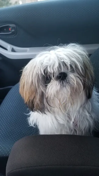 Furry Kids Wellness & Urgent Care - MERGED WITH SOUTHWEST ANIMAL HOSPITAL Picture 3