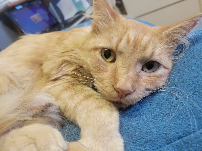 Furry Kids Wellness & Urgent Care - MERGED WITH SOUTHWEST ANIMAL HOSPITAL Picture 4