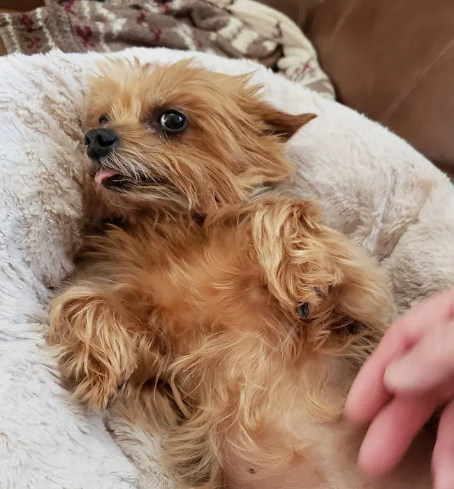 Furry Kids Wellness & Urgent Care - MERGED WITH SOUTHWEST ANIMAL HOSPITAL Picture 5