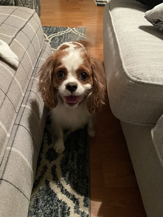 Furry Kids Wellness & Urgent Care - MERGED WITH SOUTHWEST ANIMAL HOSPITAL Picture 9