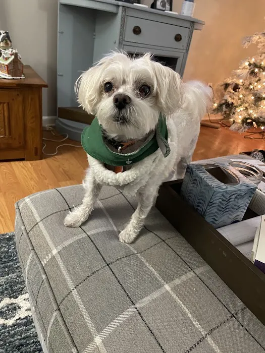 Furry Kids Wellness & Urgent Care - MERGED WITH SOUTHWEST ANIMAL HOSPITAL Picture 7