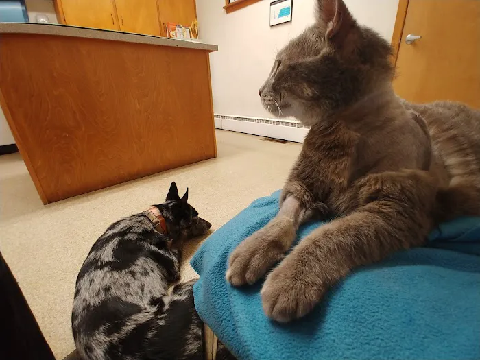 Animal Medical Center of Jefferson City Picture 1