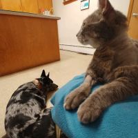 Animal Medical Center of Jefferson City ico