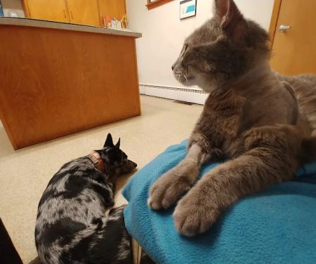 Animal Medical Center of Jefferson City