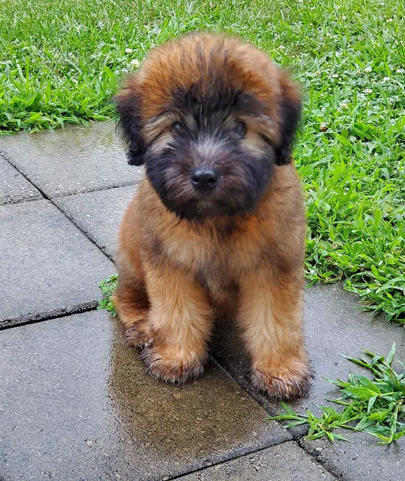 Woodland Animal Hospital Picture 1