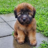 Woodland Animal Hospital ico