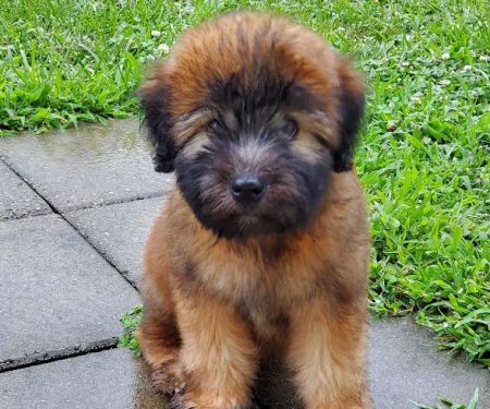 Woodland Animal Hospital