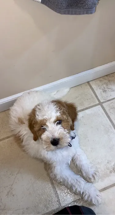 Woodland Animal Hospital Picture 2