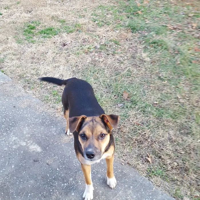 Woodland Animal Hospital Picture 3