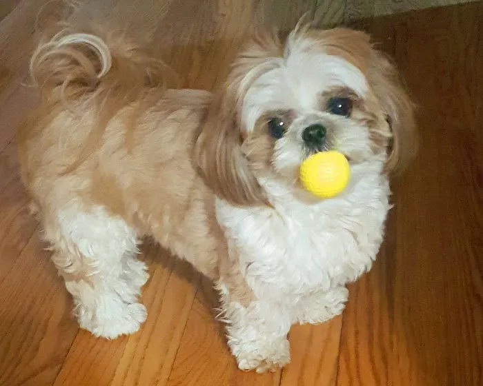 Southwest Animal Hospital Picture 10