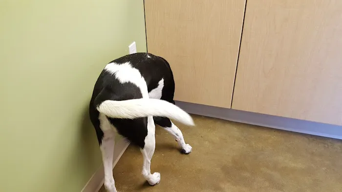 Southwest Animal Hospital Picture 7