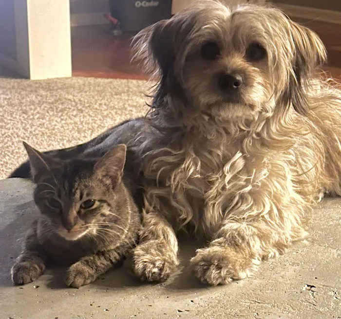 Jefferson City Animal Hospital Picture 4