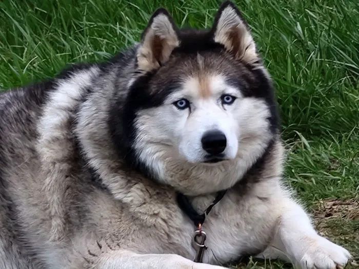 Jefferson City Animal Hospital Picture 3