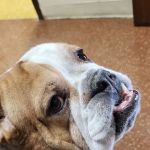 Capital City Animal Hospital