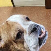 Capital City Animal Hospital ico