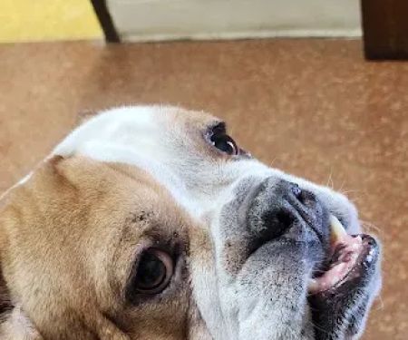 Capital City Animal Hospital