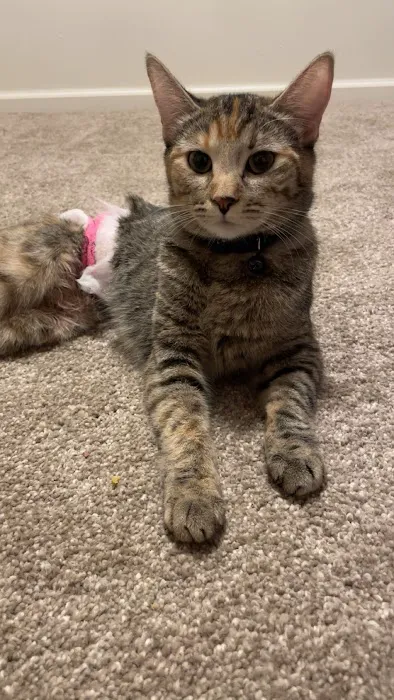 Capital City Animal Hospital Picture 3