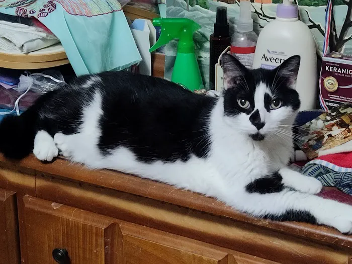 Capital City Animal Hospital Picture 7