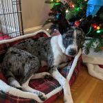 Weathered Rock Vet Clinic