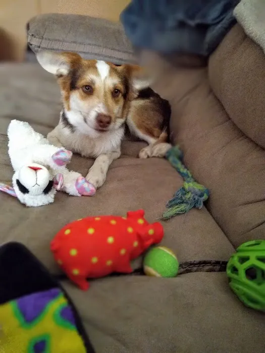 Weathered Rock Vet Clinic Picture 6