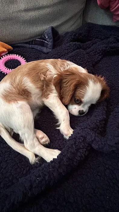 Weathered Rock Vet Clinic Picture 7