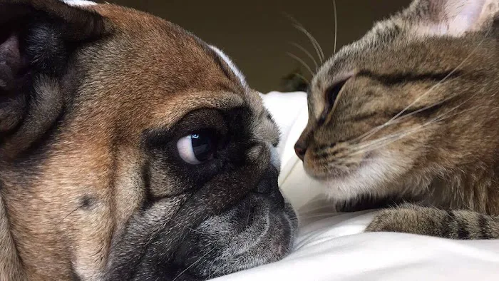 Westside Veterinary Clinic Picture 3