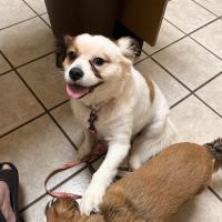 Parsonson Robert DVM ico