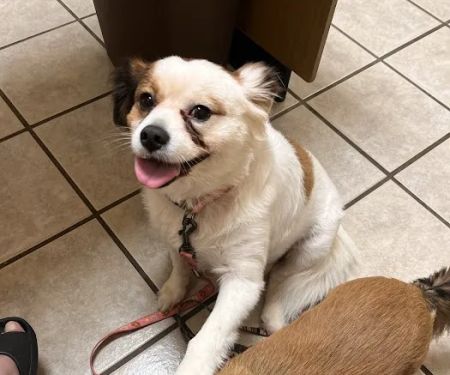 Parsonson Robert DVM