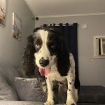 Animal Care Hospital