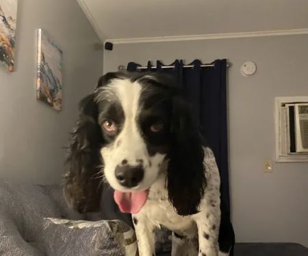 Animal Care Hospital