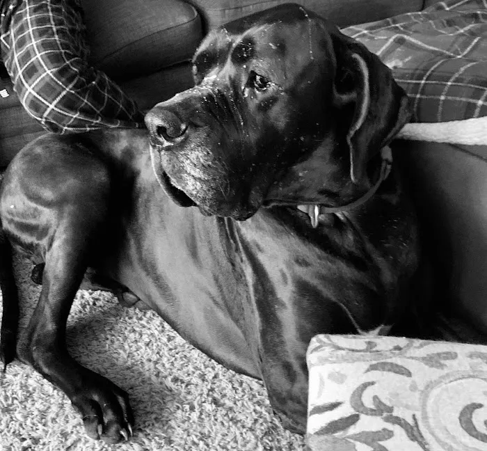 Animal Care Hospital Picture 3