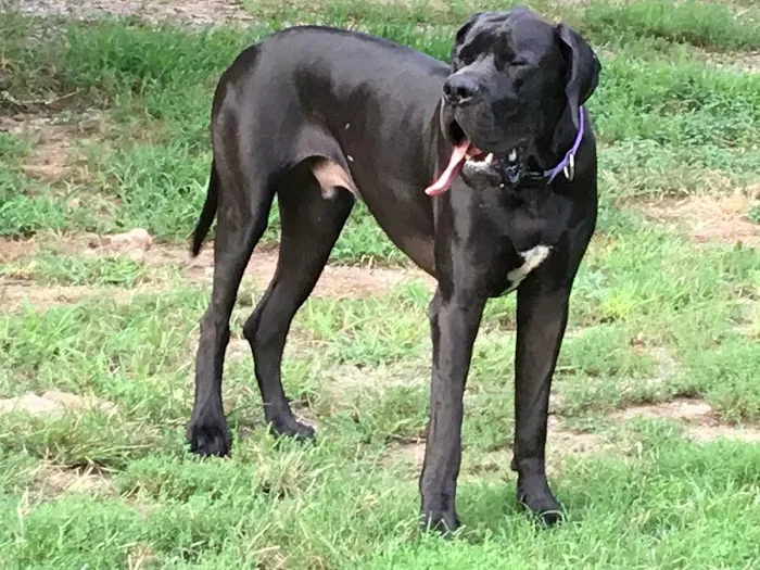 Animal Care Hospital Picture 4