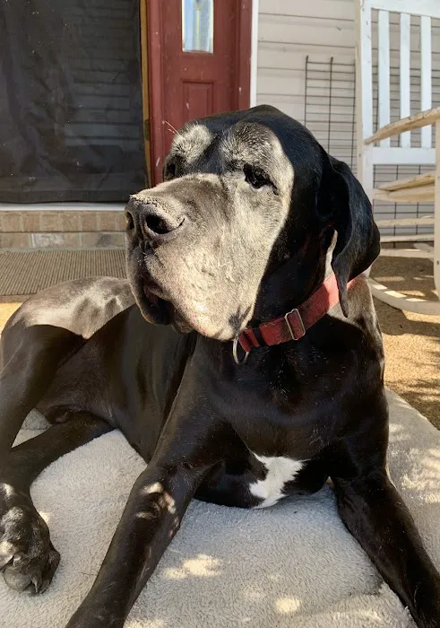 Animal Care Hospital Picture 5