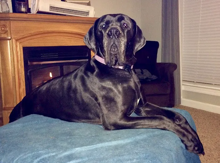 Animal Care Hospital Picture 8