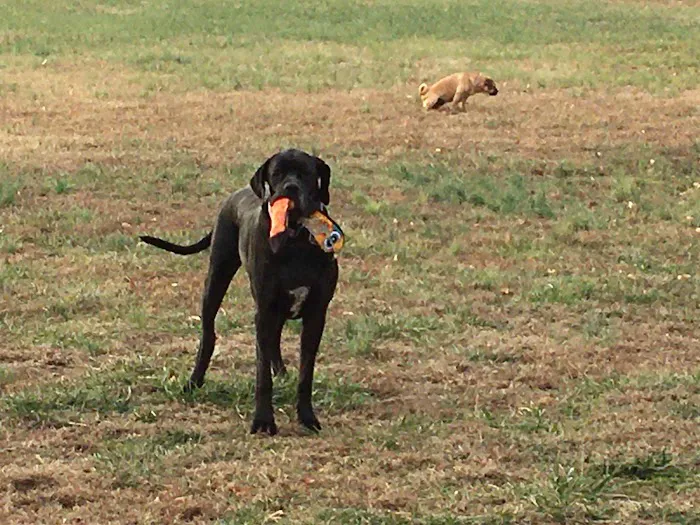 Animal Care Hospital Picture 7