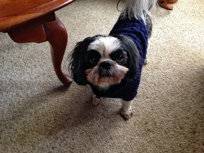 Morgan Pet Clinic Picture 1