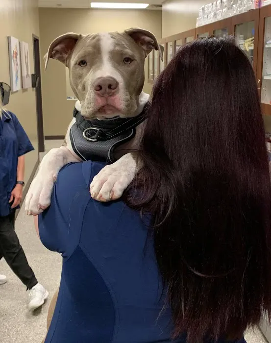 Morgan Pet Clinic Picture 3