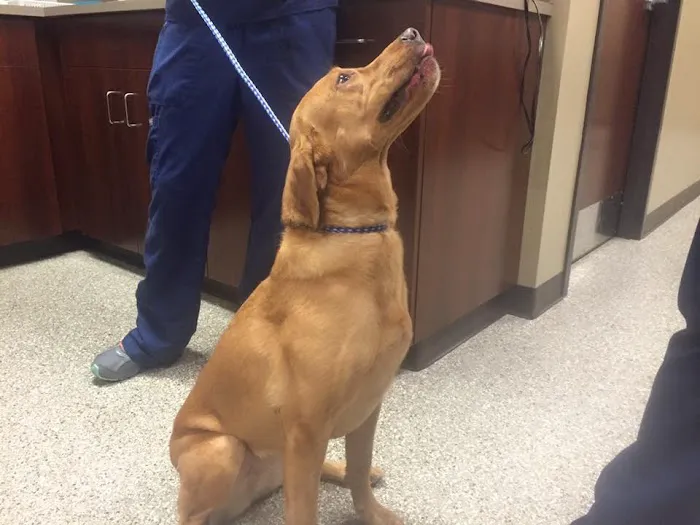 Morgan Pet Clinic Picture 8