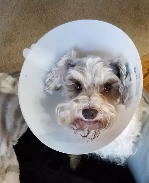 Chalco Hills Animal Hospital Picture 2