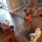 Chalco Hills Animal Hospital