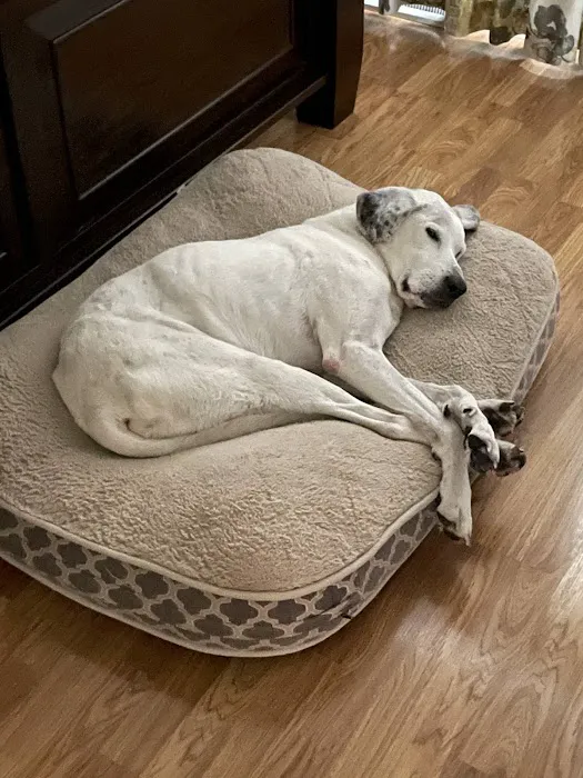 Chalco Hills Animal Hospital Picture 3