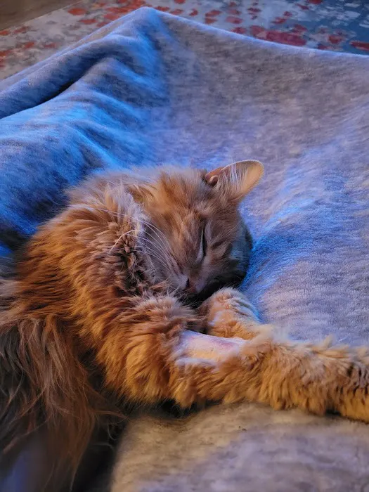 Chalco Hills Animal Hospital Picture 5