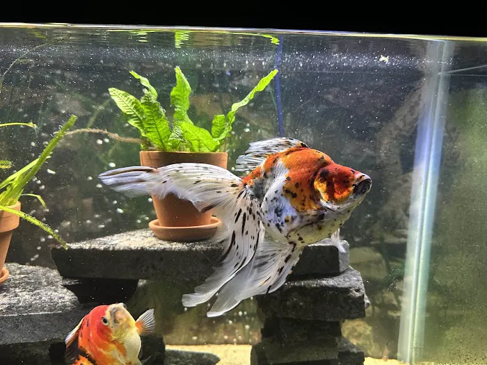 Chalco Hills Animal Hospital Picture 6